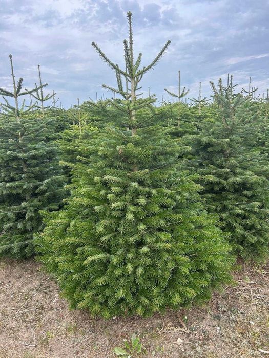 JODLA KAUKASKA !!! Jodła !!! 175 - 280 CM! Choinki ! Piękne! Najtaniej