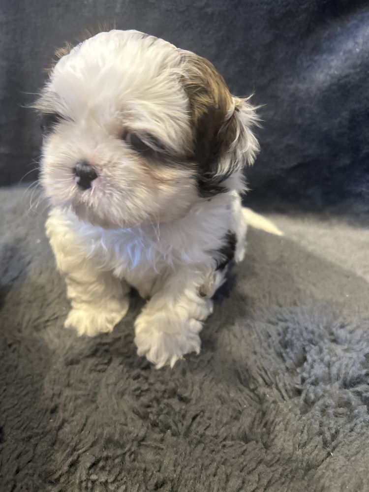 Shih tzu szczeniak