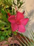 Nerium oleander Italia - ciemnoróżowy