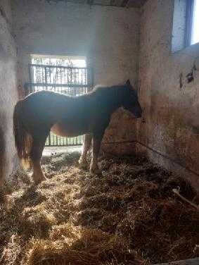 3 Klacze zimnokrwiste, 1 programowa Sokólska