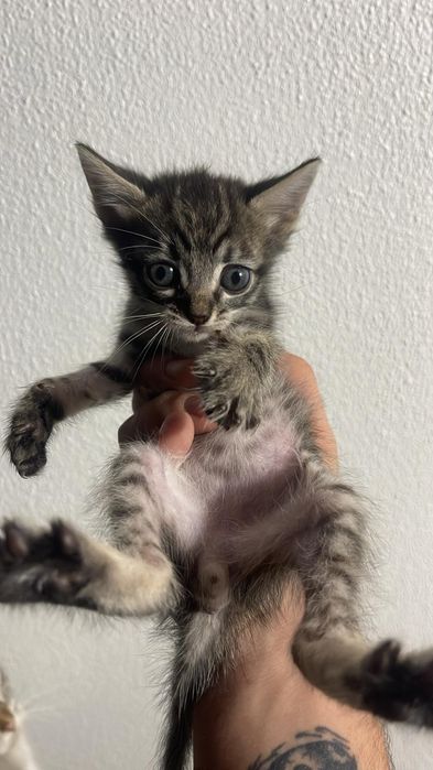 Gatinhos bebés para adoção responsável
