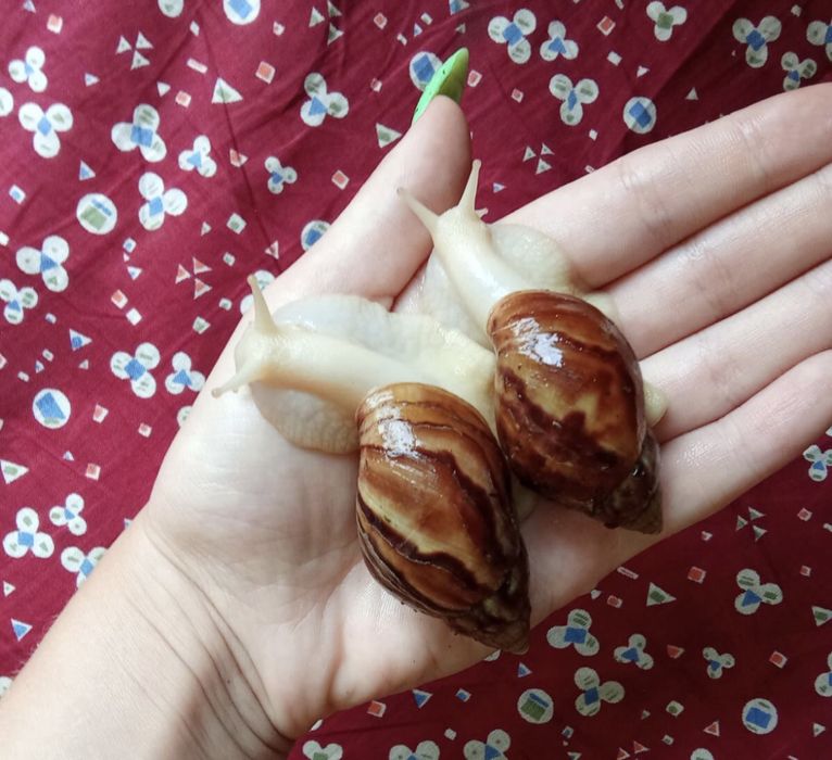 Улитки ахатина фулика