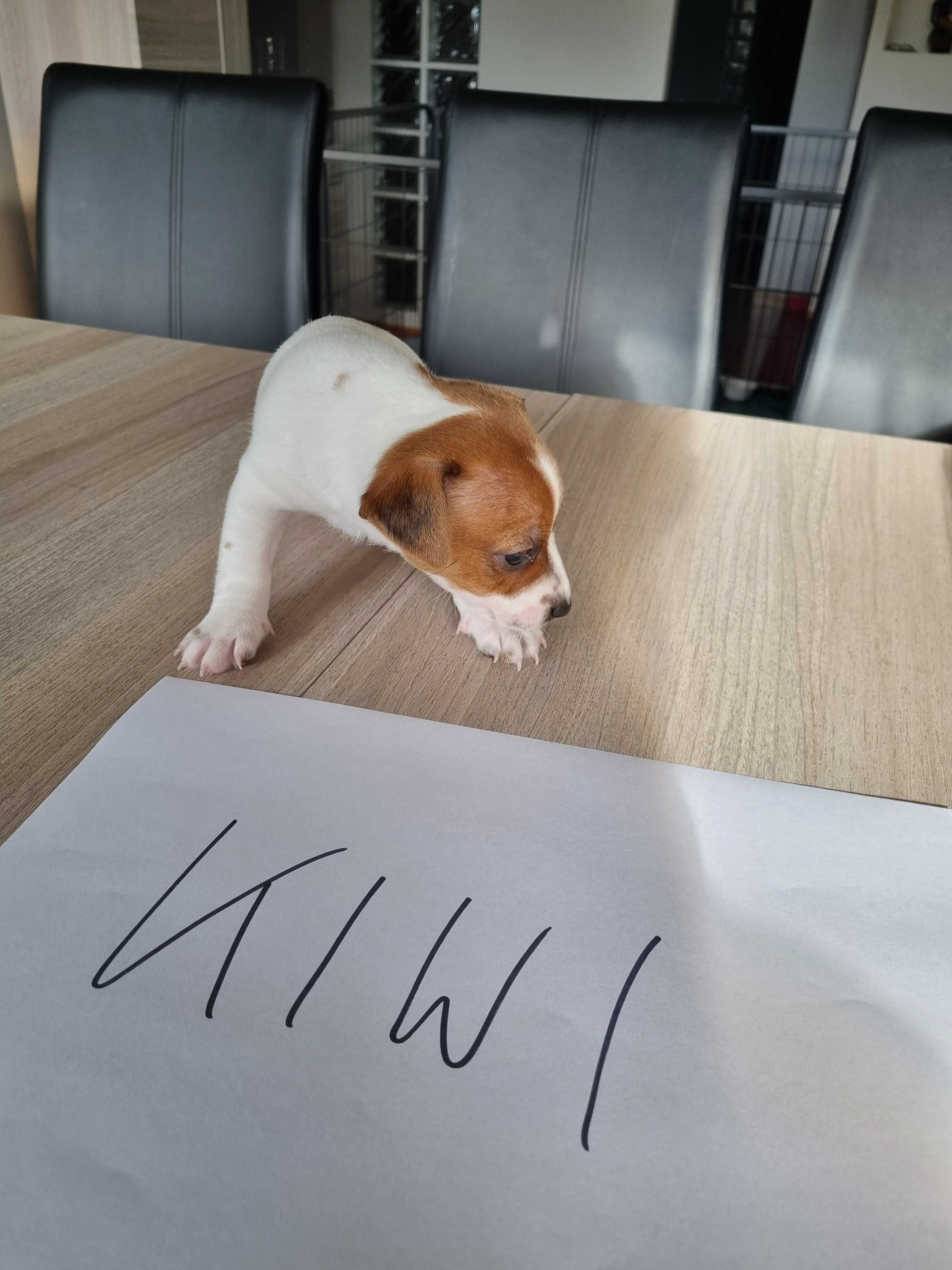 REZERWACJA Śliczna KIWI Jack Russell Terrier, odbiór od 25 sierpnia