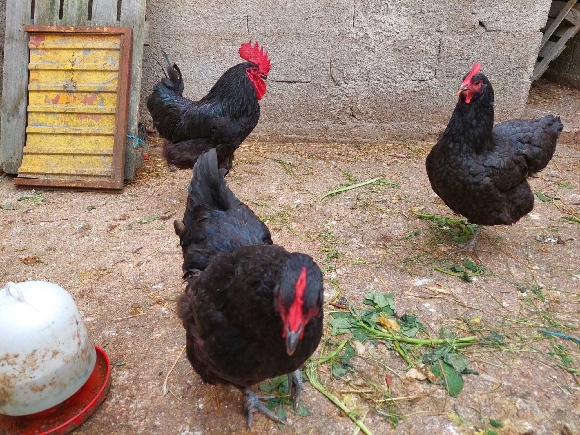 Pintos jersey jigante preto Malines e legornhe brancas.