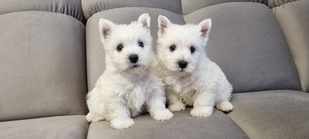 West Highland White Terrier- szczeniak