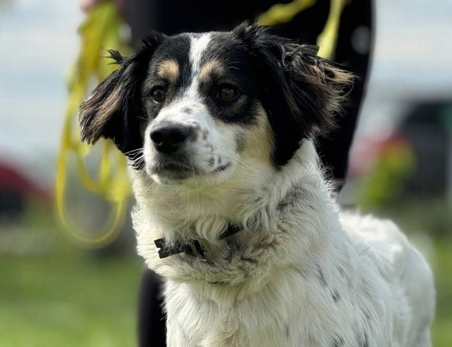 Kosmo do adopcji!
