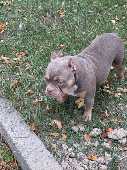 Щенок американского булля