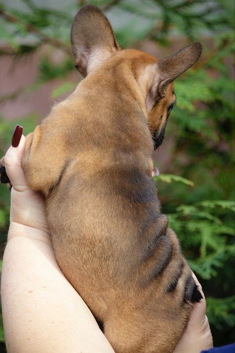 Елегантна дівчинка від розплідника Bossline