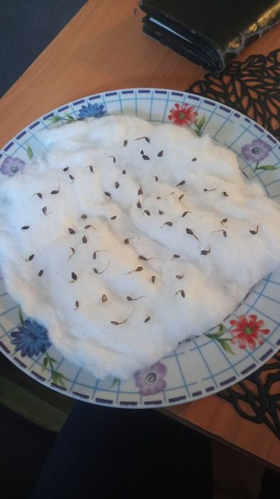 Nasiona modrzewia(larix decidua)