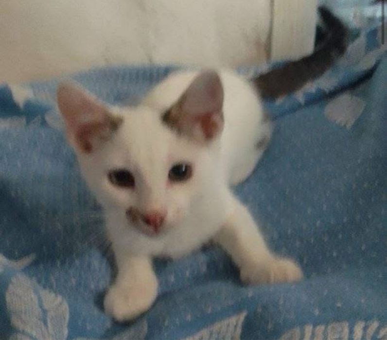 Кошенята 2 місяці в добрі рукі