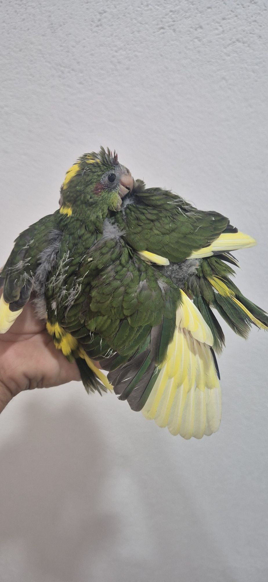 Kakarikis machos criados a mão