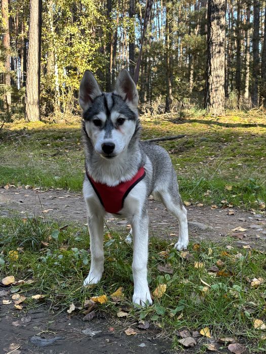 Husky – urocze szczenię z rodowodem, gotowe do odbioru