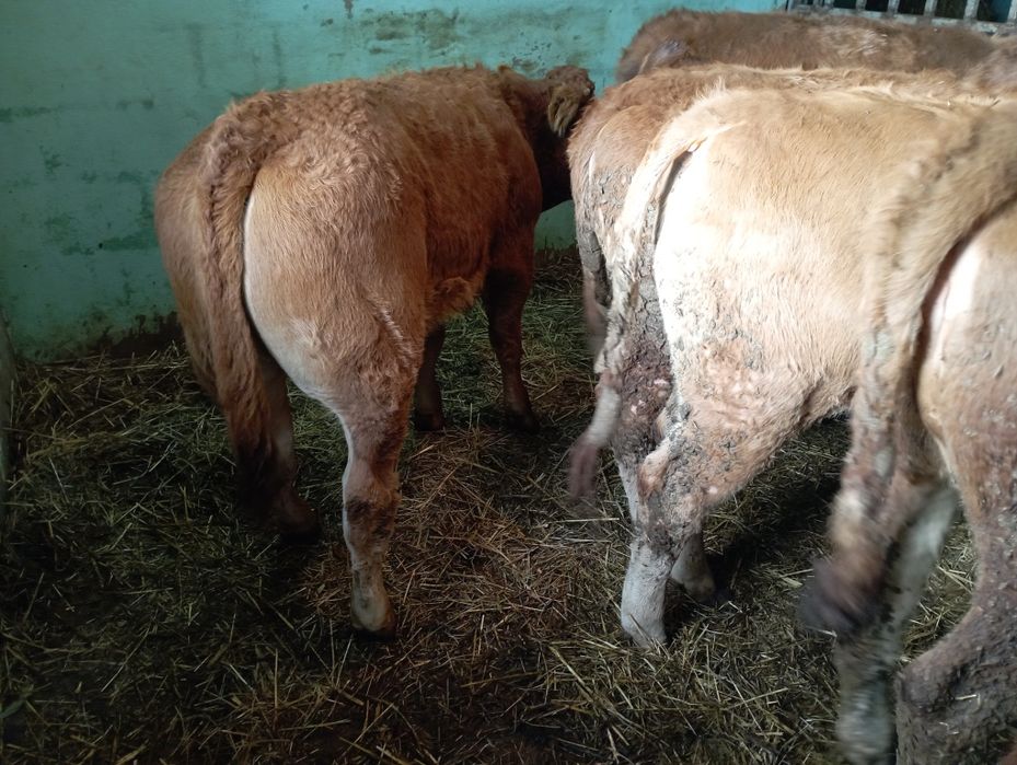 Wołowina, cielęcina, podroby, kości , wieprzowima, pieczone prosie