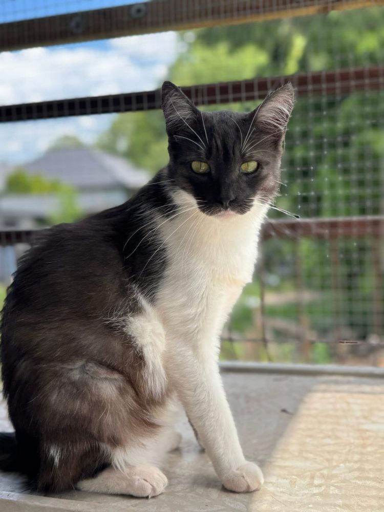 Alfik do adopcji szuka domu