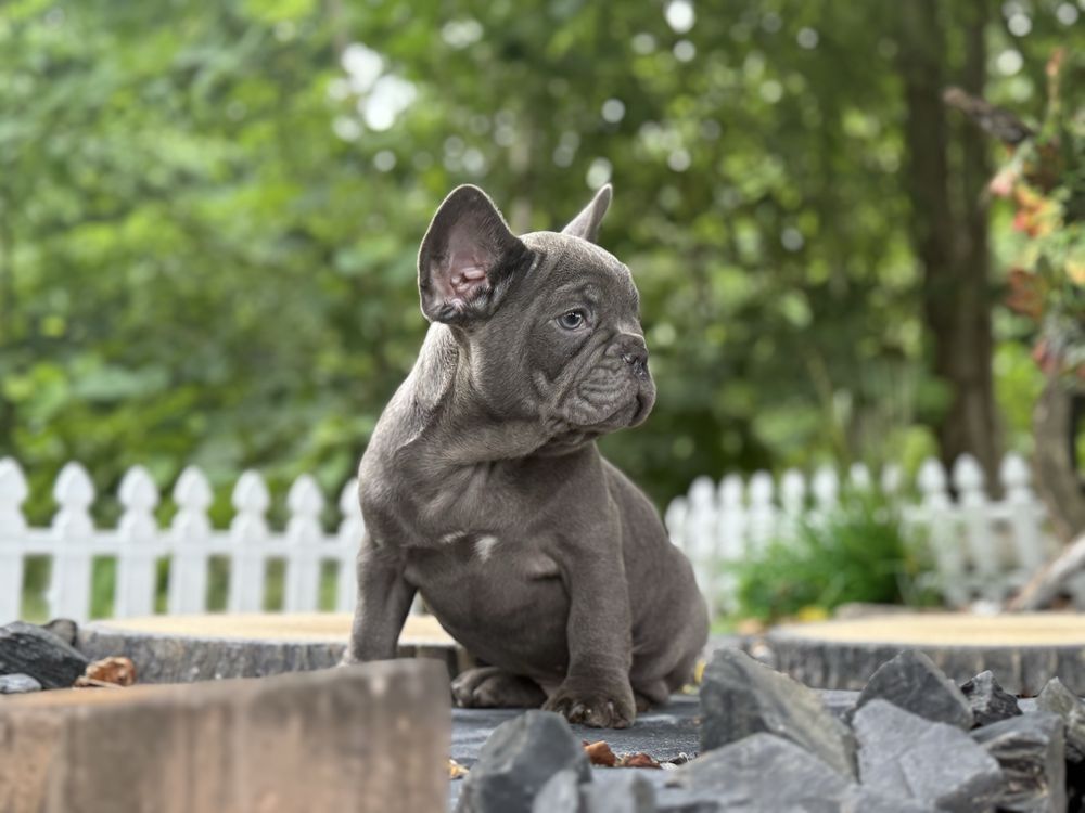 Buldog francuski piesek