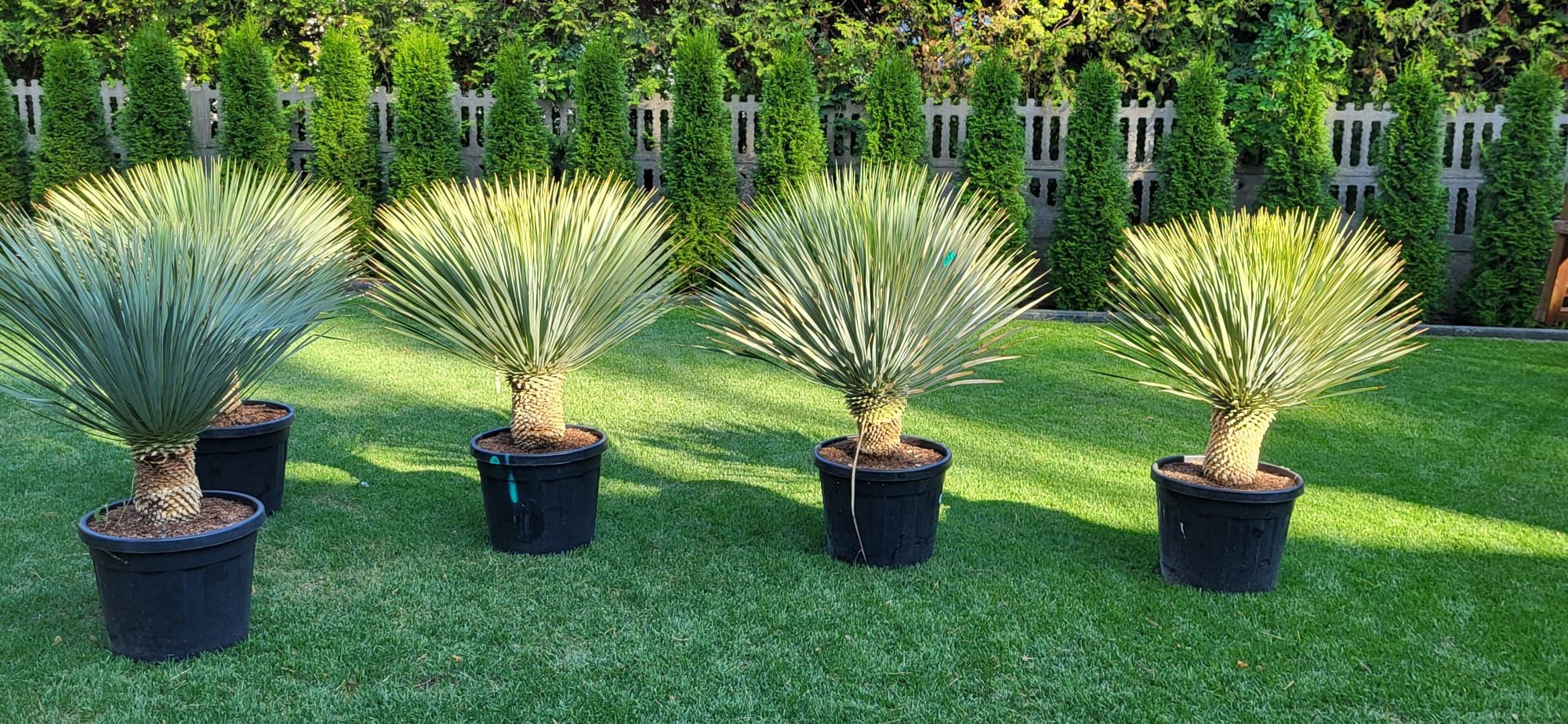 Yucca rostrata. Juka rostrata