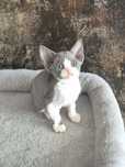 Koteczka Devon Rex
