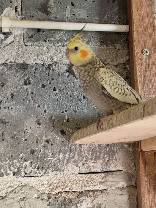 Sprzedam młode papugi nimfy