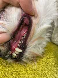 Ультразуковая УЗ чистка зубов собакам