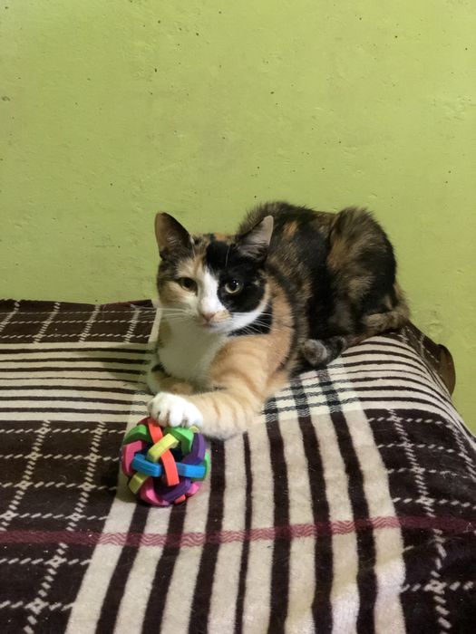 Годовалая кошечка Фанта бесплатно