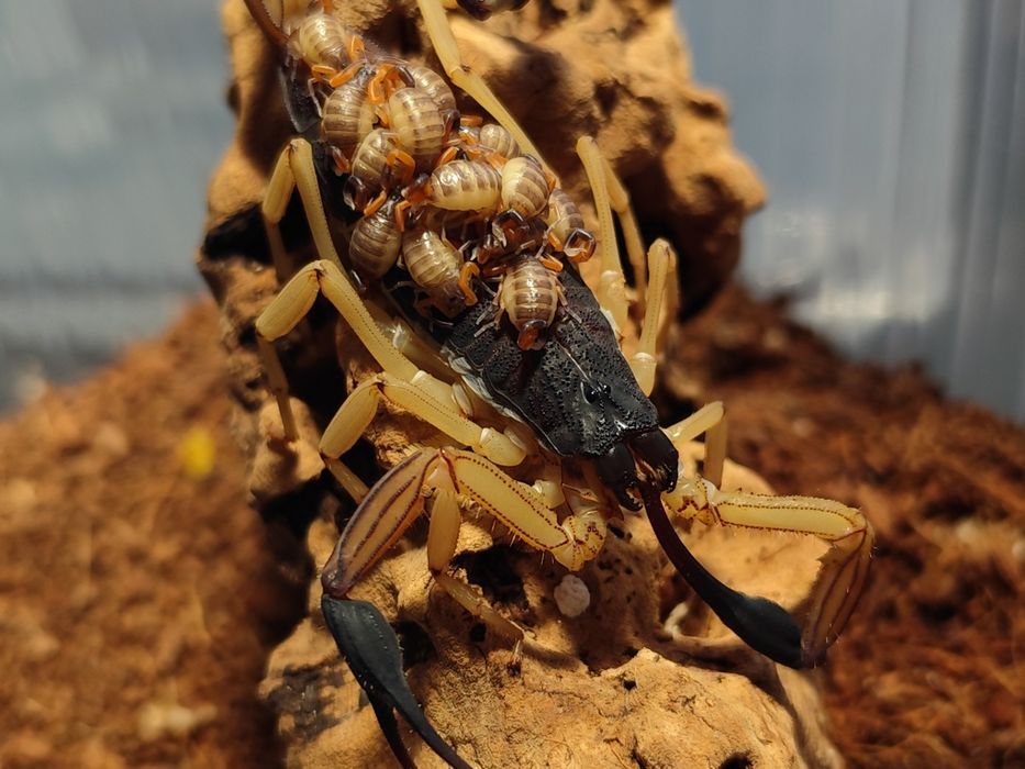 Skorpiony scorpions