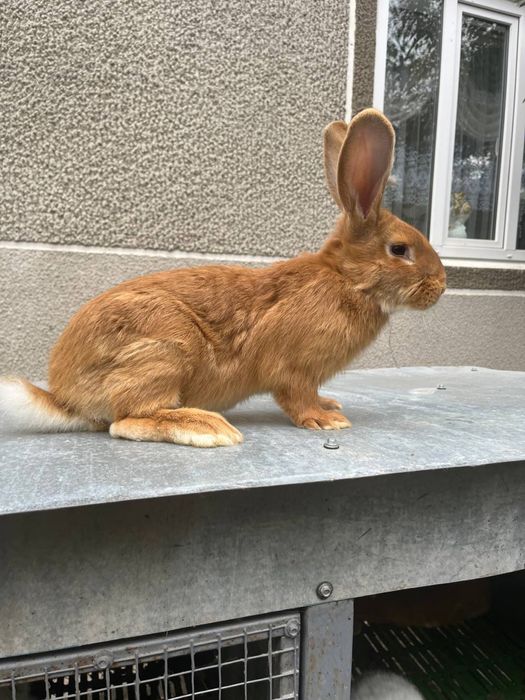 Кролики великі та маленькі