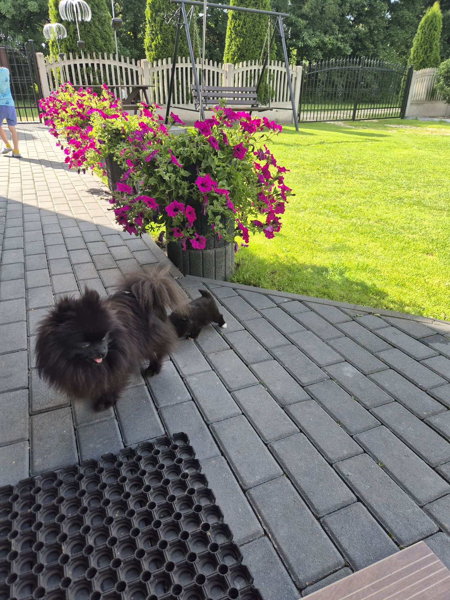 Szpic miniaturowy pomeranin suczka