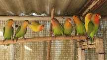 Agapornis roseicollis - Com sexagem e documentação