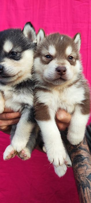 Сибірський хаскі