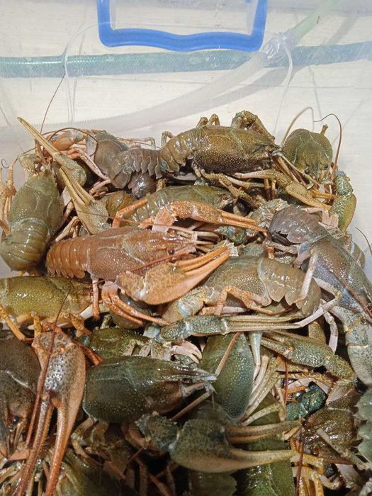 Український рак річковий у ваш дім - 50-70 г та більше