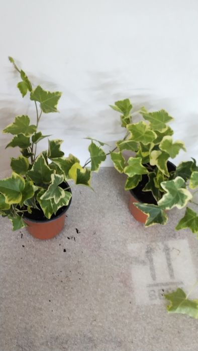 Кімнатні квіти,калатеї та інші