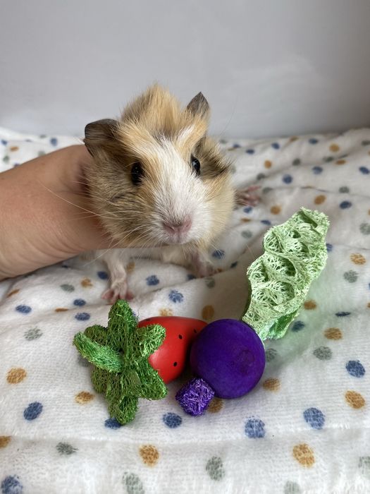 Świnka morska samiczka rozetka trikolor zooanimals Ruda Śląska