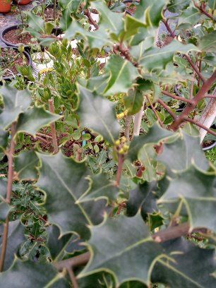 Azevinho (Ilex Aquifolium)