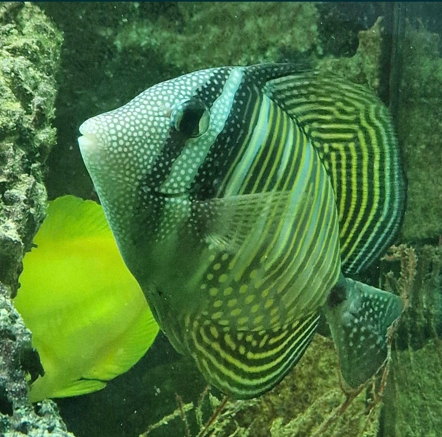 Zebrasoma desjardini - peixe de agua salgada