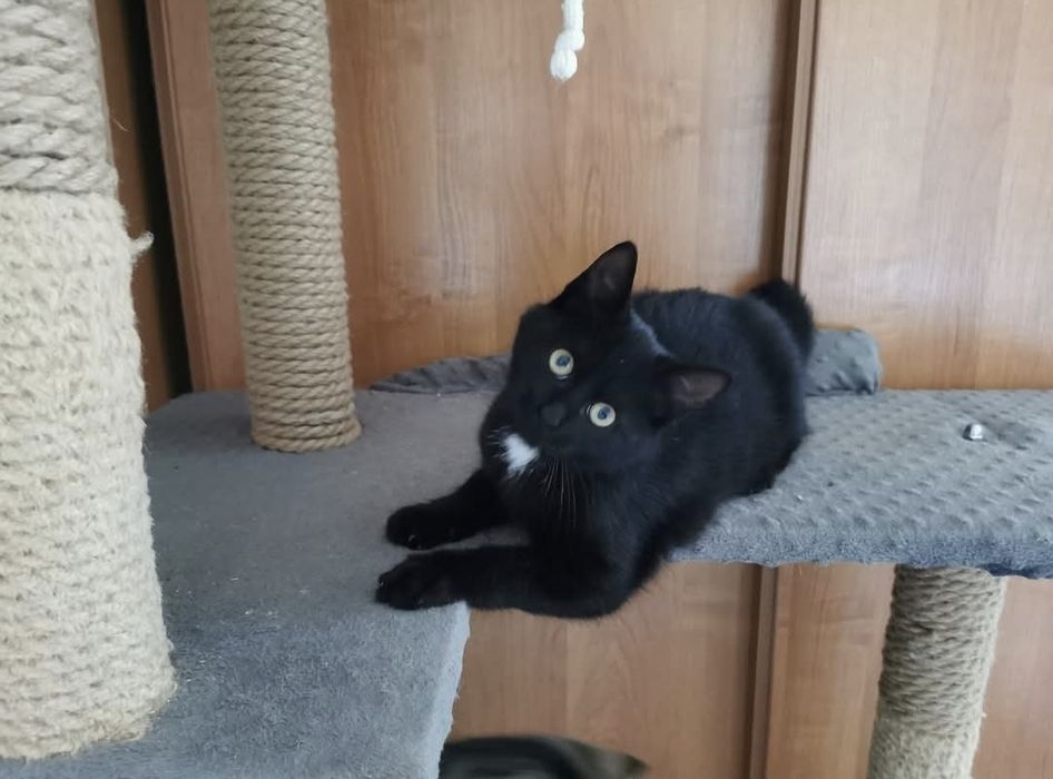 4 miesięczna koteczka szuka domu