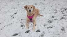 Frytka - golden retriever do adopcji