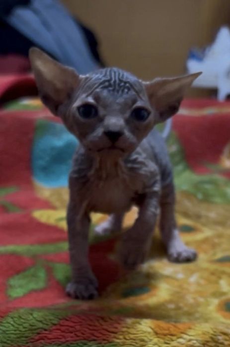 Canadian sphynx menina
