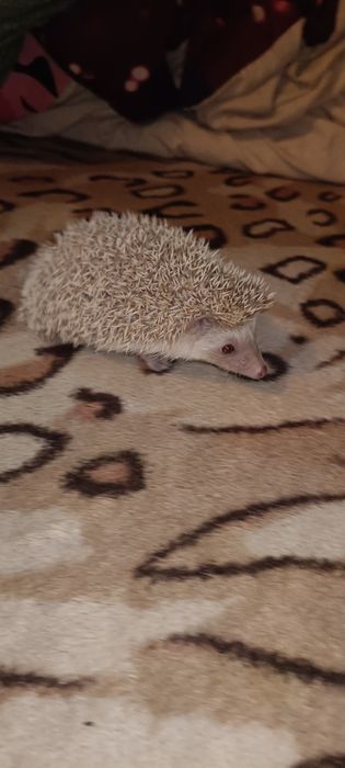 Młode Jeżyki pigmejskie