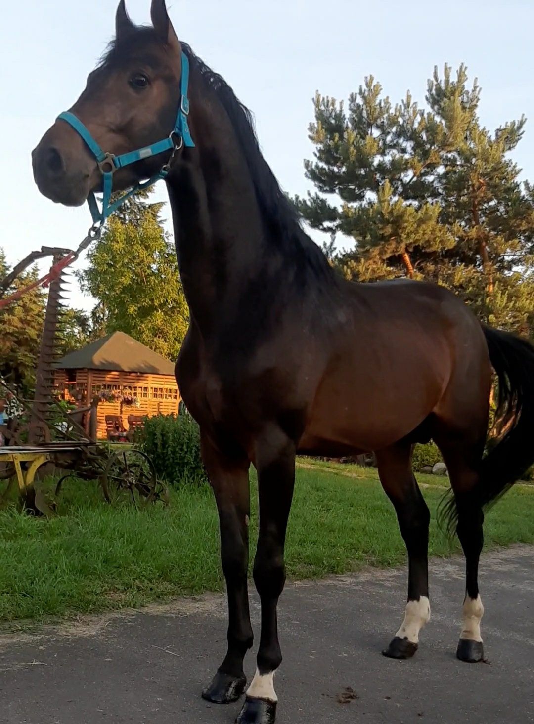 Sprzedam ogierka