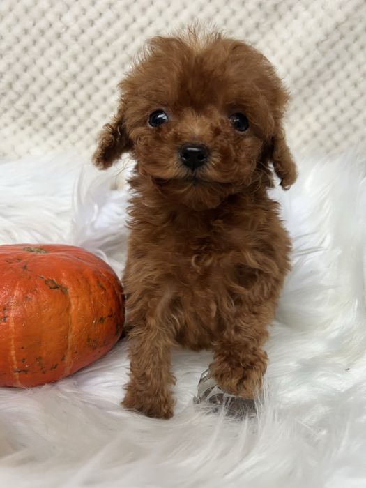 Мікро дівчинка . Той пудель Тікап