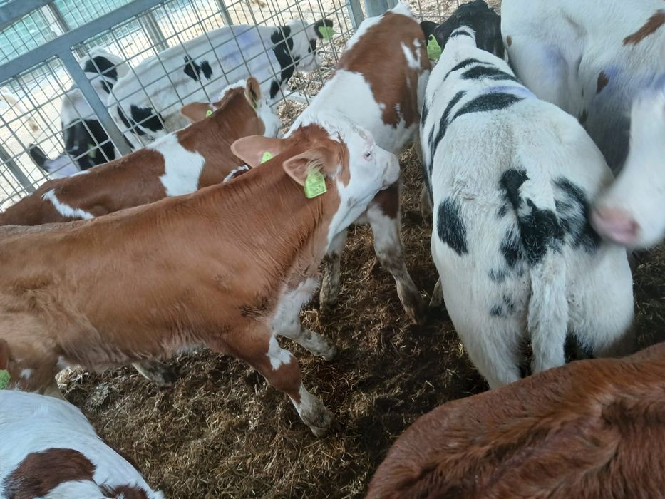 Byczki mięsne oraz krzyżówki samodzielne