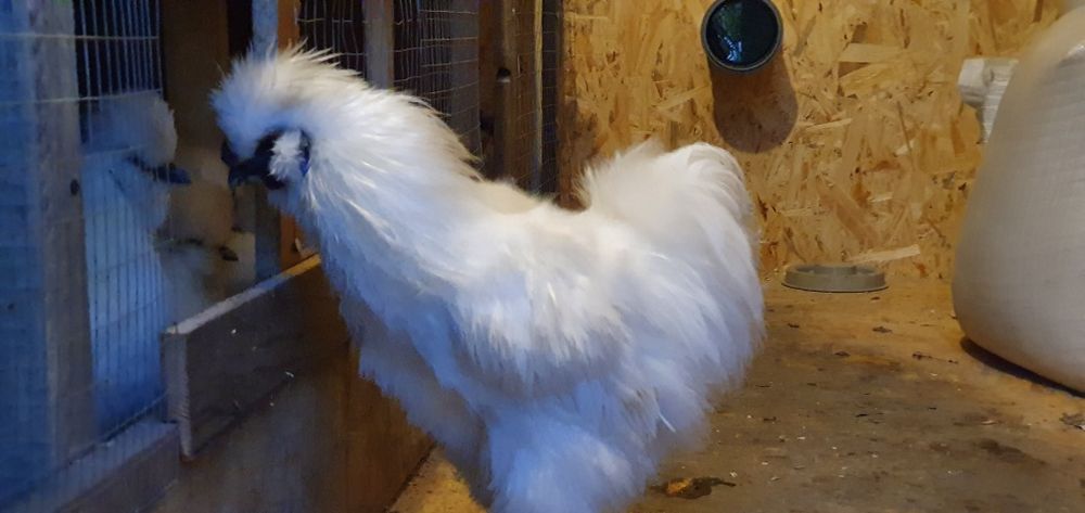 Кури китайські шовкові Інкубаційне Яйце