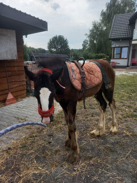 Ogierek rasy Shire 5 miesiący
