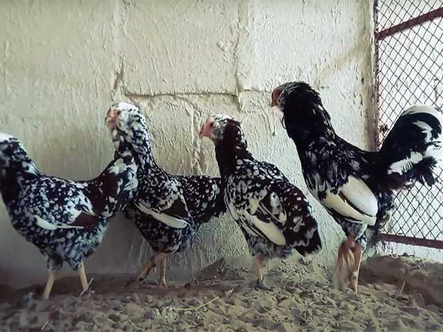 Яйцо на інкубацію курей Орловська чорна, мармурова, біла.