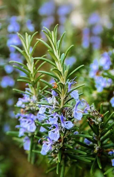 Розмарин, розмарин звичайний (Rosmarinus officinalis L.)