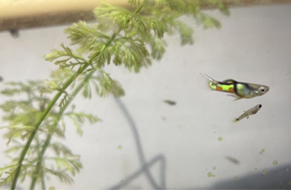 Guppys sortidos variados