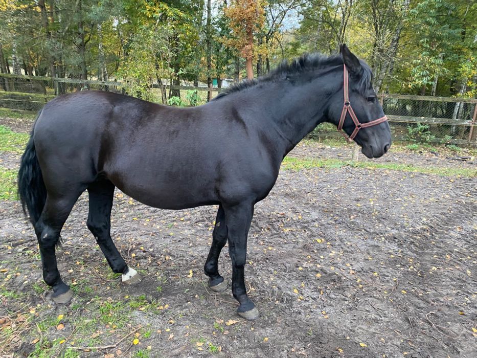 Sprzedam karą klacz