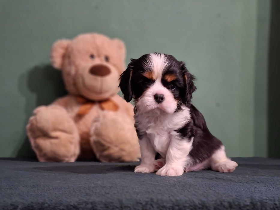 Cavalier King Charles Spaniel Hodowla Randia Polonia FCI