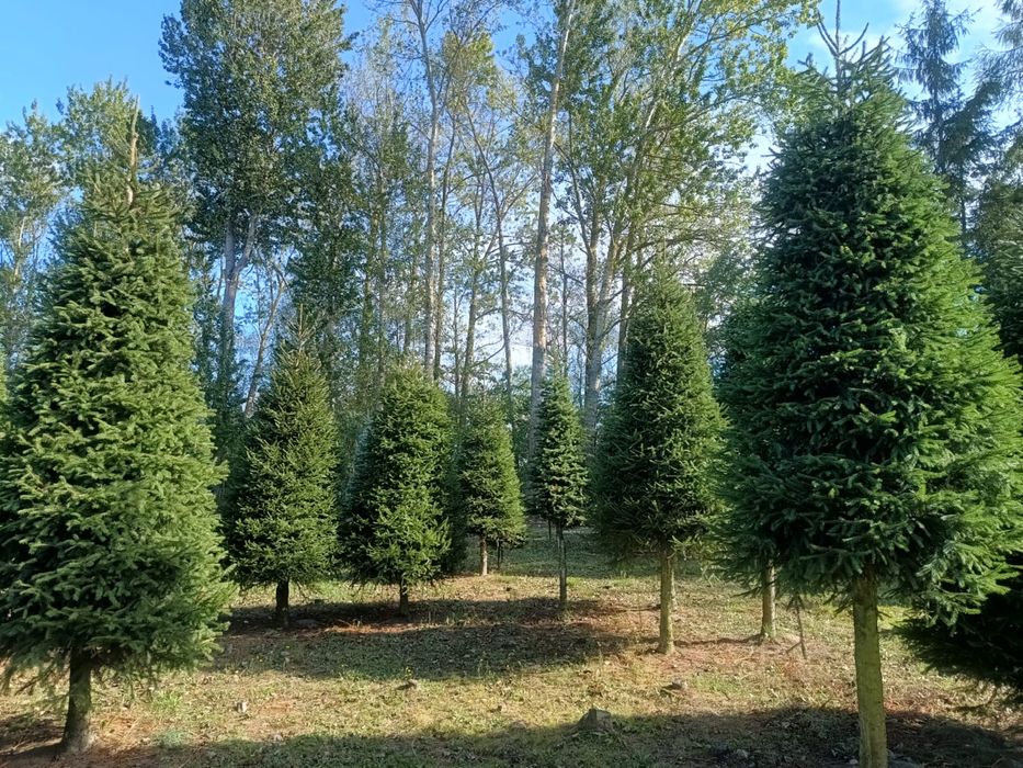 Choinki plantacja Duże wysokosci