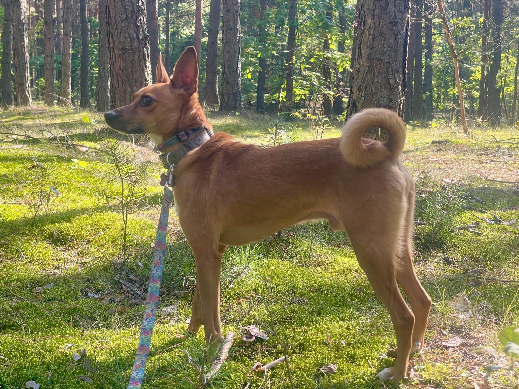 Paco w typie rasy Basenji szuka wyjątkowego domu